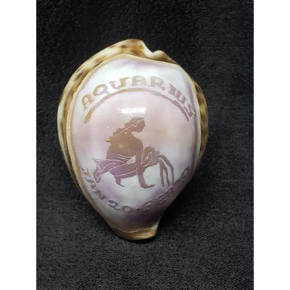 Aquarius Astrology January 20 -  February 20 Tiger Cowrie Seashell Horoscope